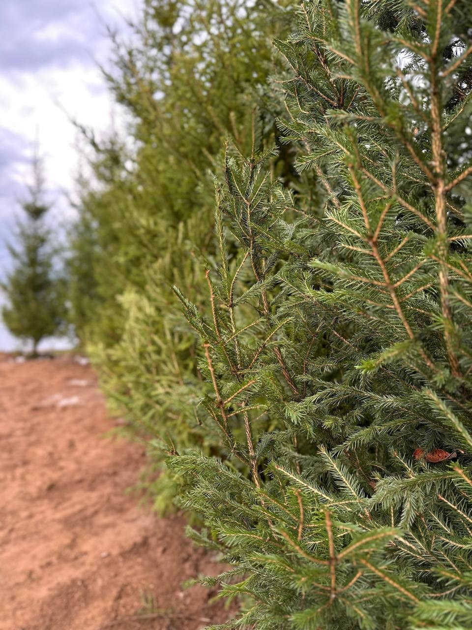 Крупномеры РФ