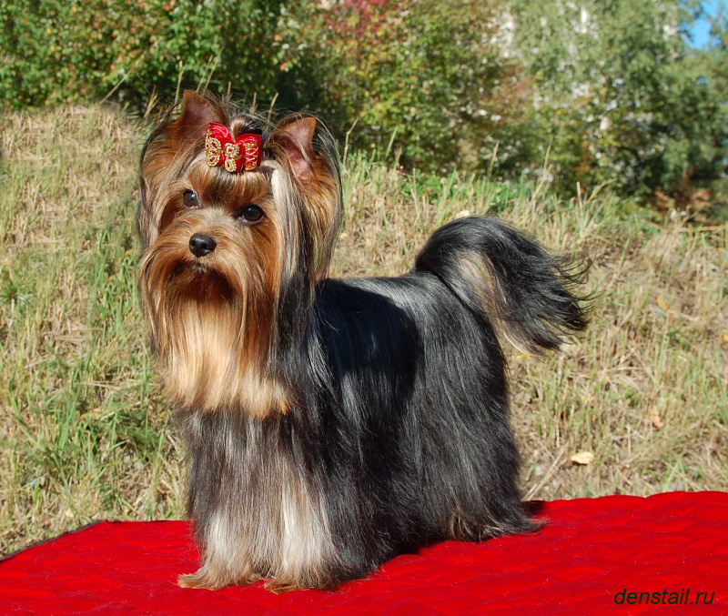 2011-2012 г Результаты выставок. Питомник Йоркширских терьеров Дэнстайл в Санкт-Петербурге заводчик Тих