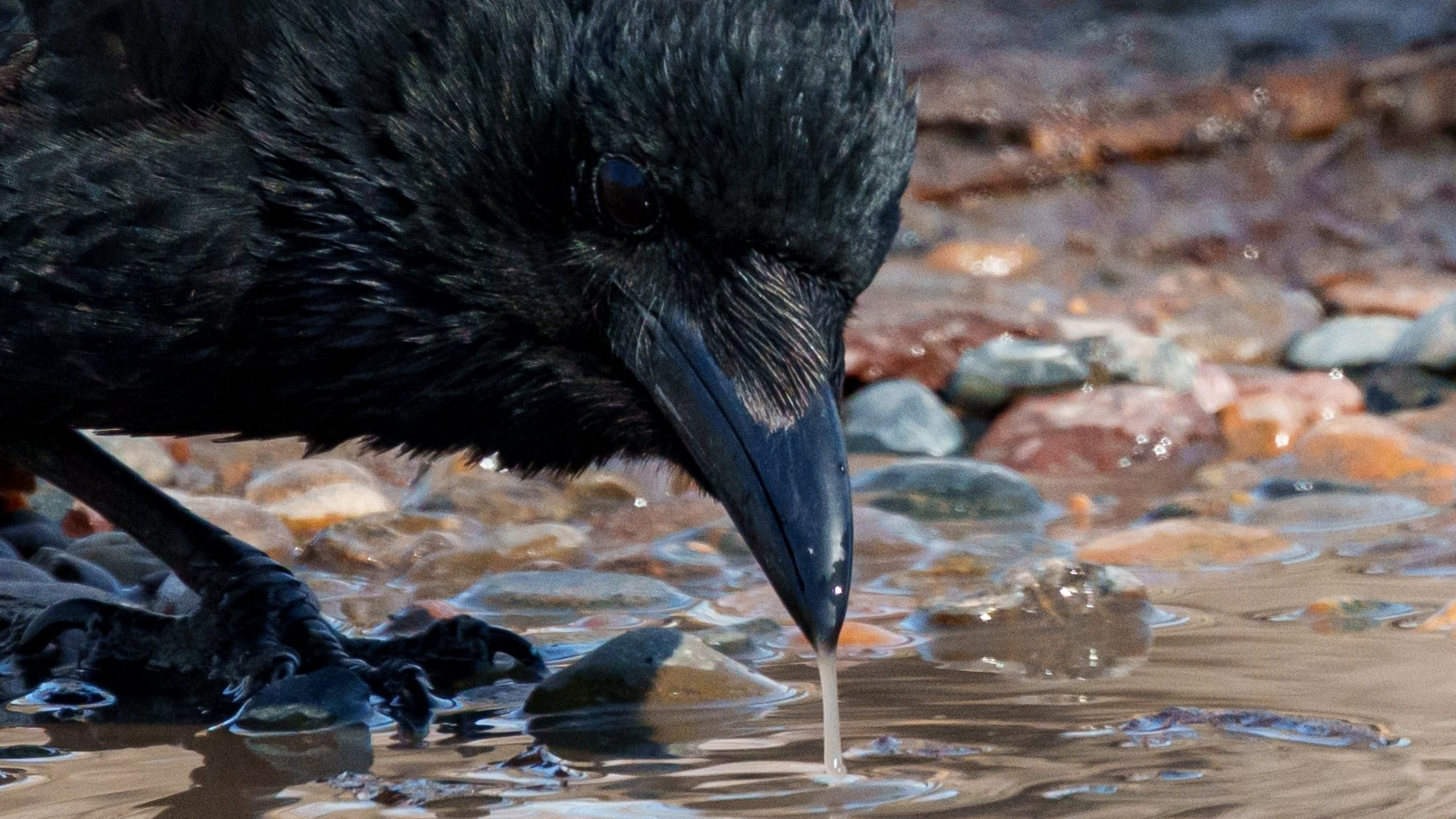 Ворона. Донеал Скнарь — концертный фотограф