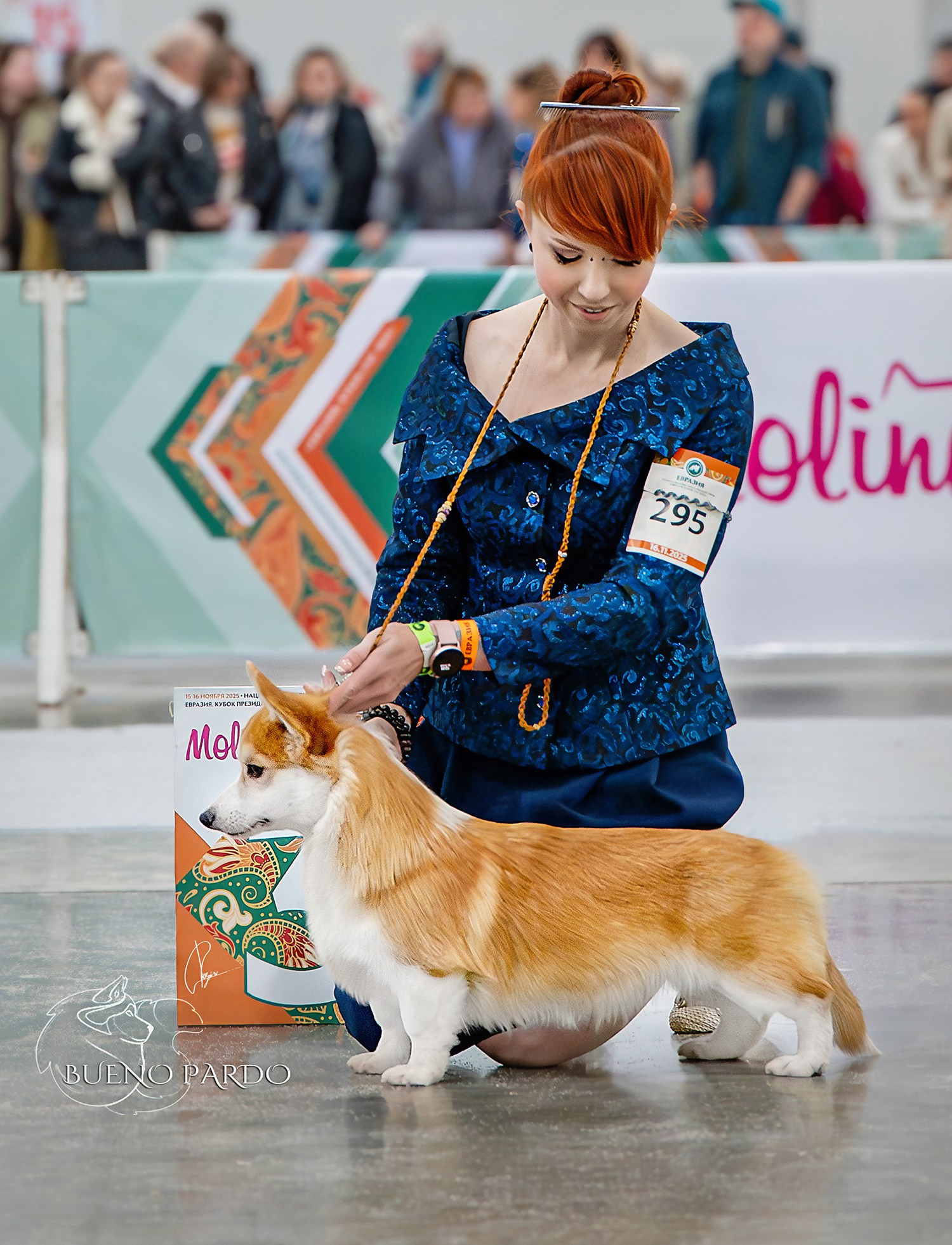 КОРГИ. Kawaii Kuma питомник собак пород Корги пемброк, Акита ину, Сиба