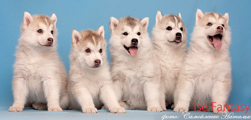 Племенная книга питомника Ice Fantasy. Ice Fantasy kennel: professional breeding of Siberian huskies and wels