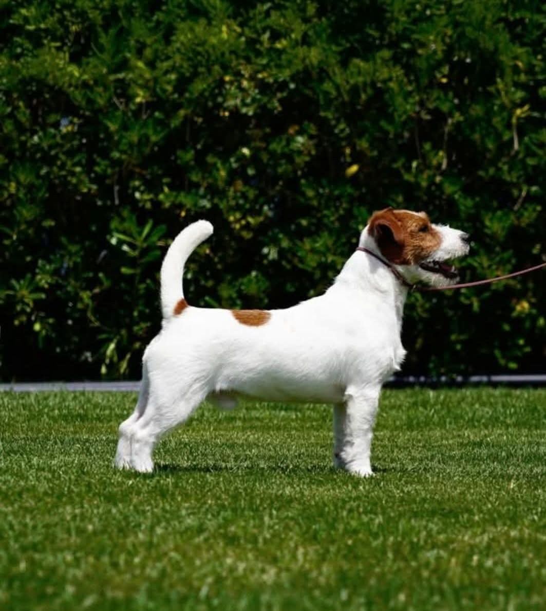 LITTER «W» 26.09.2025. Lovely-Orange питомник джек рассел терьеров