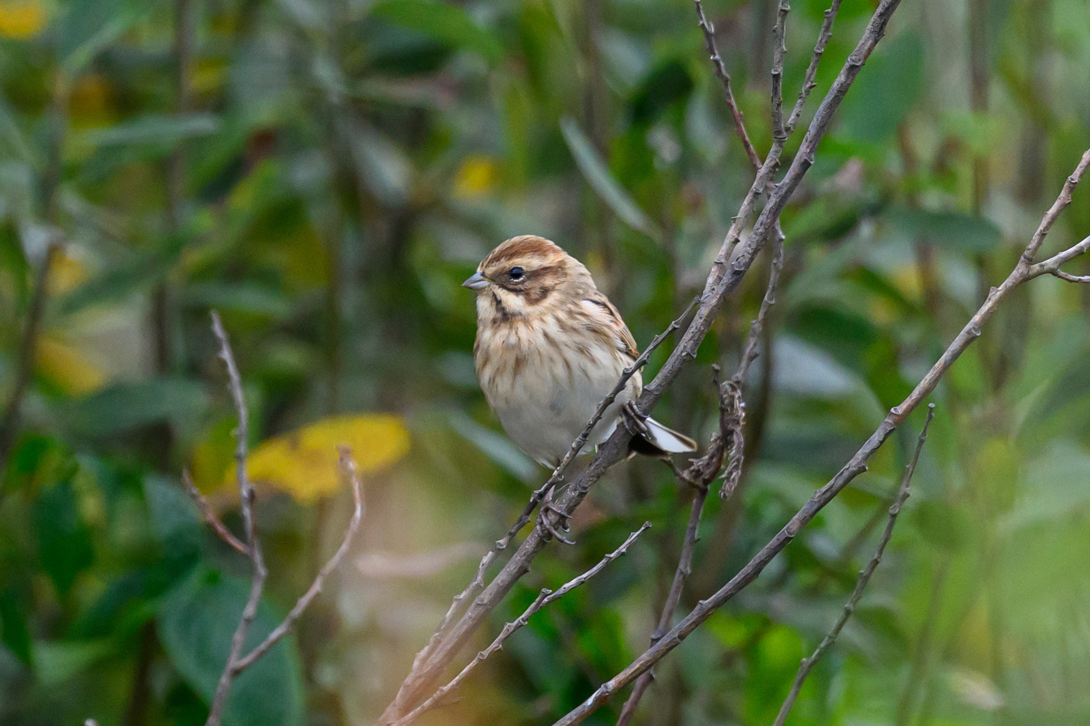 Овсянки. Фотограф Сергей Пупонин