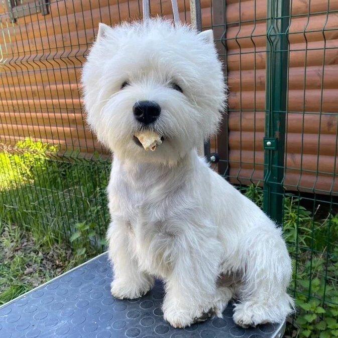 Помет3. Питомник собак породы вест хайленд вайт терьер в Москве
