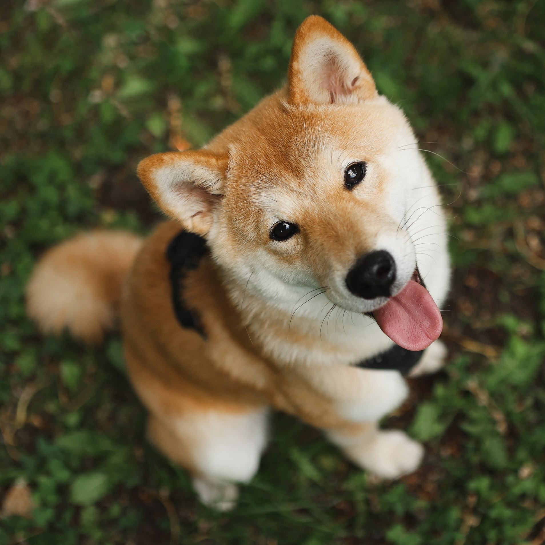 Прайс. Фотограф-анималист Полина Колкова | Москва