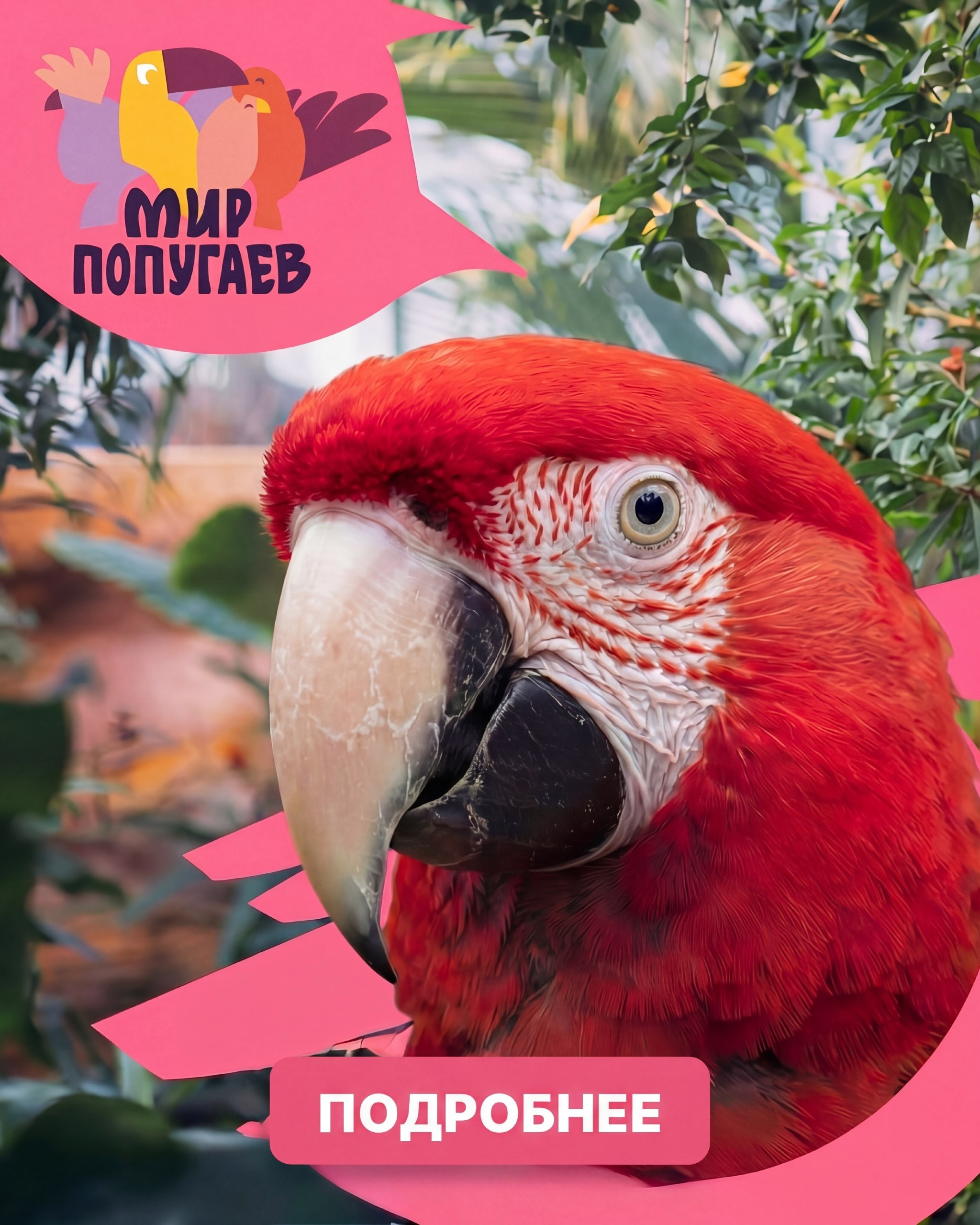 Яркие попугаи Какаду в контактной зоне зоопарка