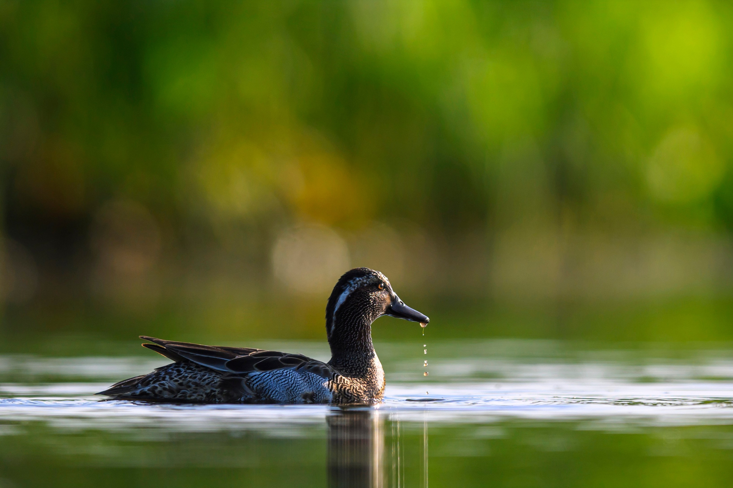 Чирки. Wildlife photography by Sergey Puponin