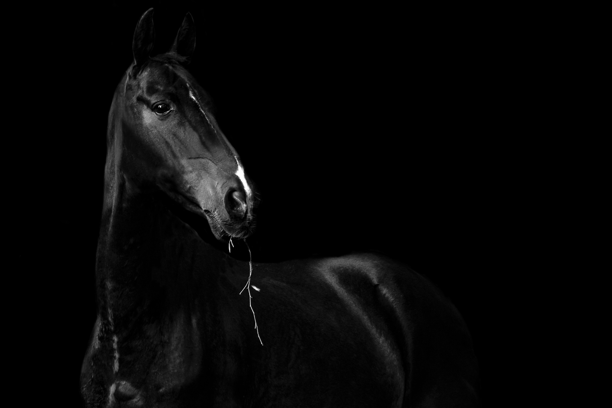 фотограф, фотовыставка, фотограф в СПб, питер фотограф, конный фотограф, съемка лошадей, конная фотография, профессиональный фотограф, фото лошадей, портреты лошадей, фото с лошадьми, заказать съемку лошади, авторские фотографии, публикации в изданиях, росфото, National Geographic, фотограф питер, конный фотограф спб, фотограф санкт-петербург , Russian Traveler