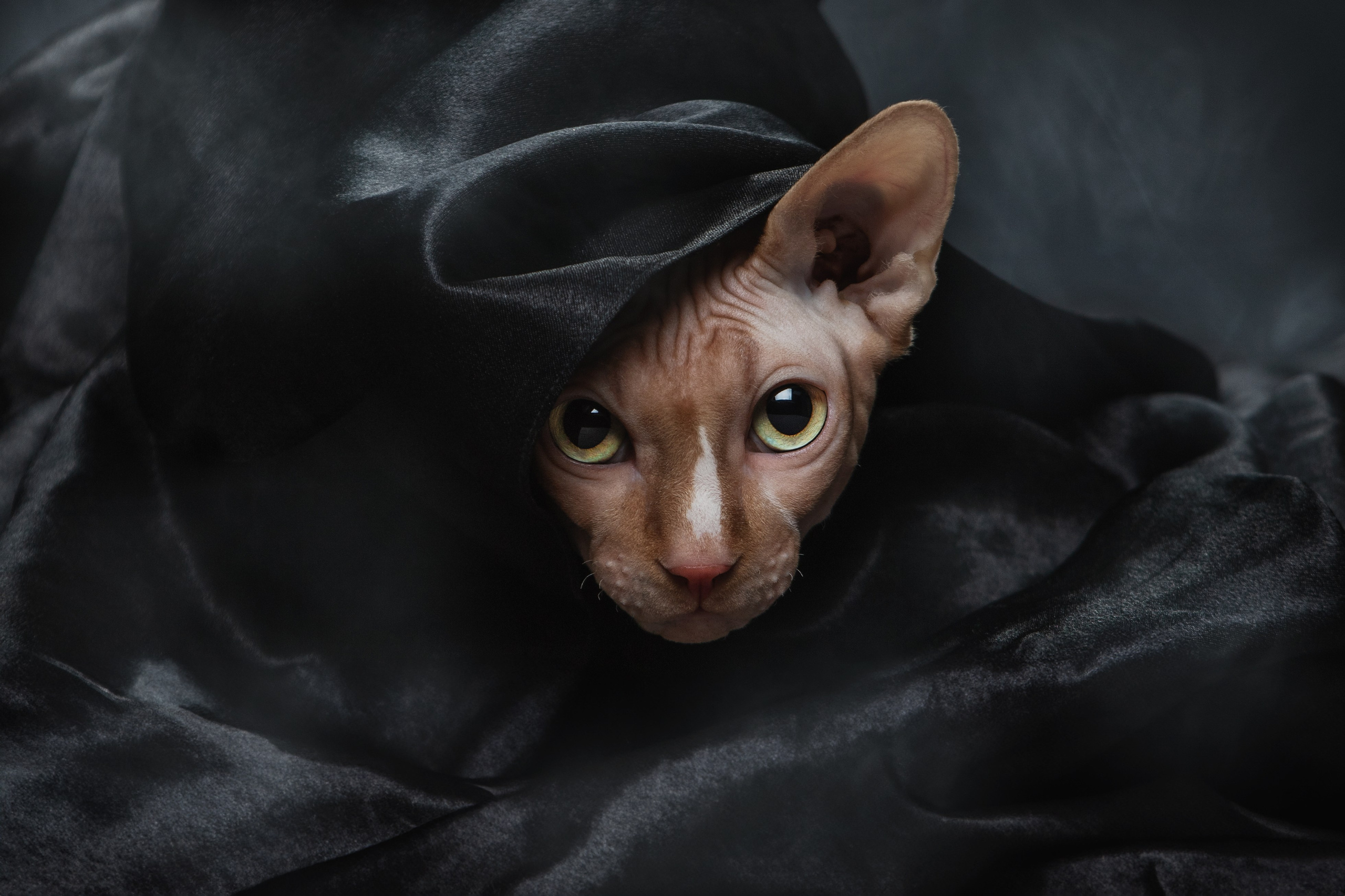 Стоимость фотосъемки кошки. Фотограф-анималист Юлия Зубкова