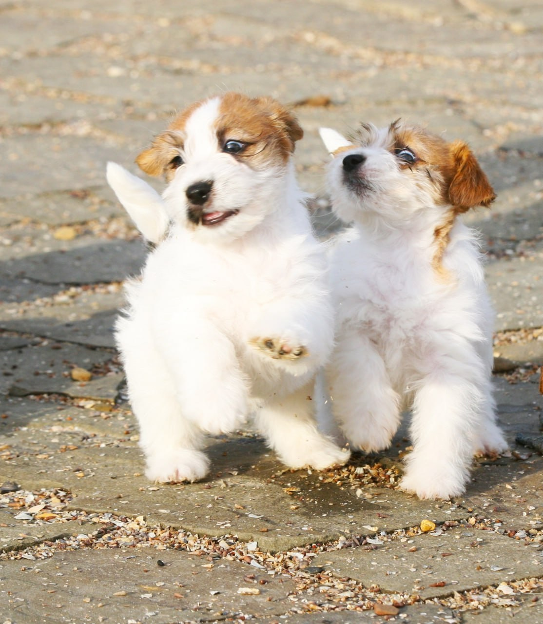 LITTER «С» 07.11.2025. Lovely Orange kennel Jack Russell Terrier FCI/RKF