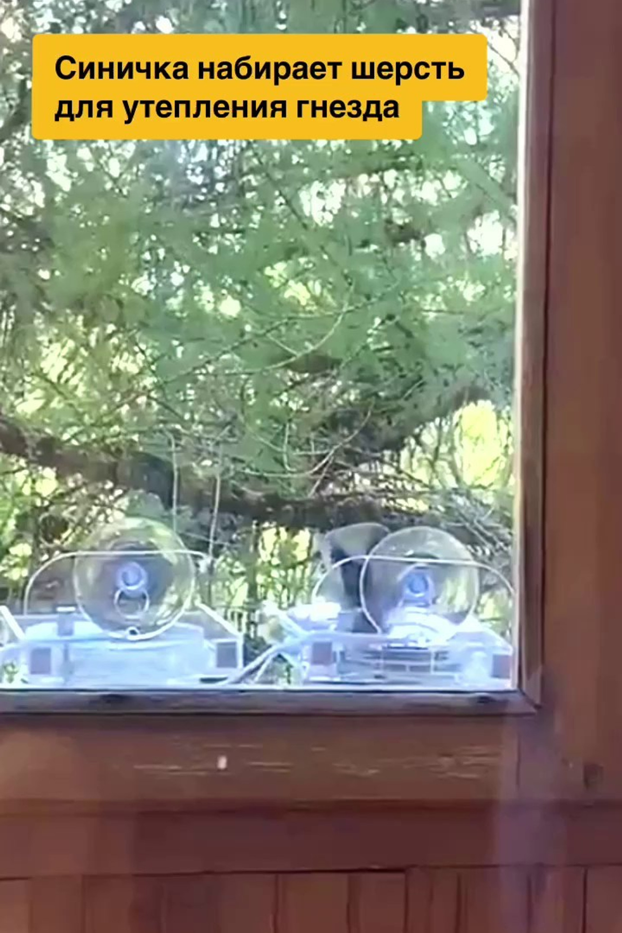 МУЛЬТИПОИЛКА. Кормушки для птиц на окно Чирик-Чирик