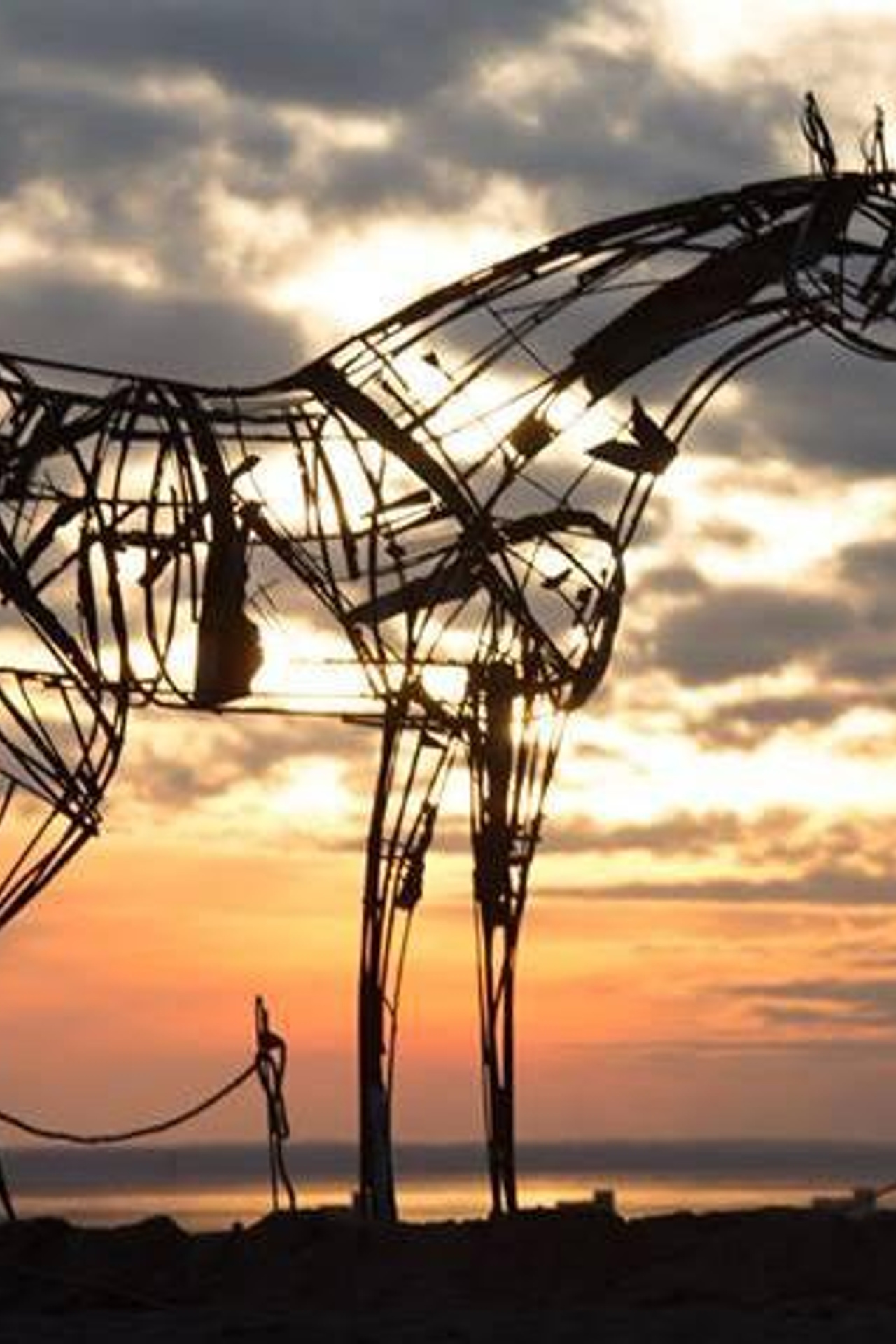 Нежная лошадь_СПб_2014