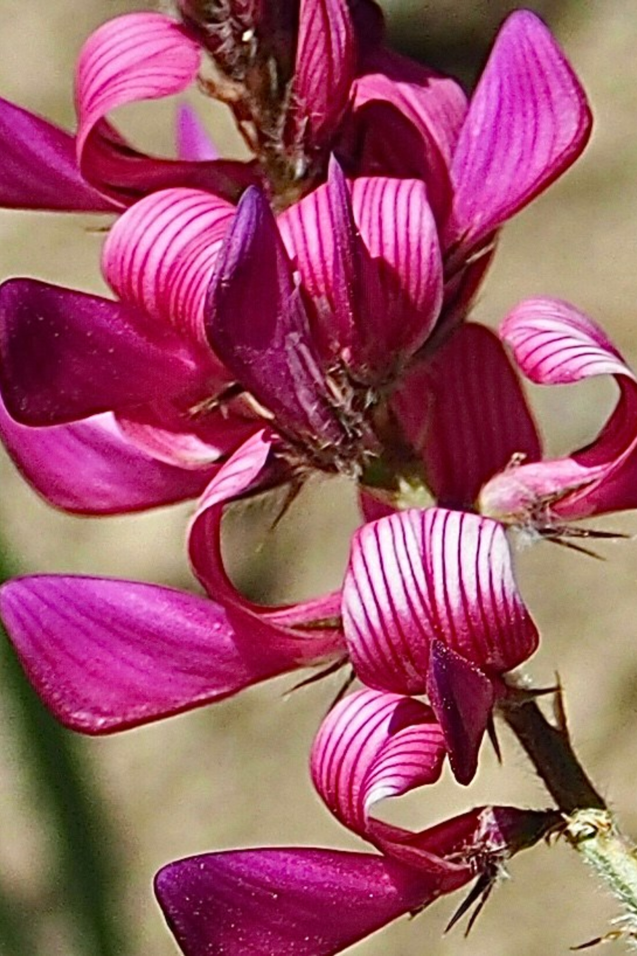 Макро любовь