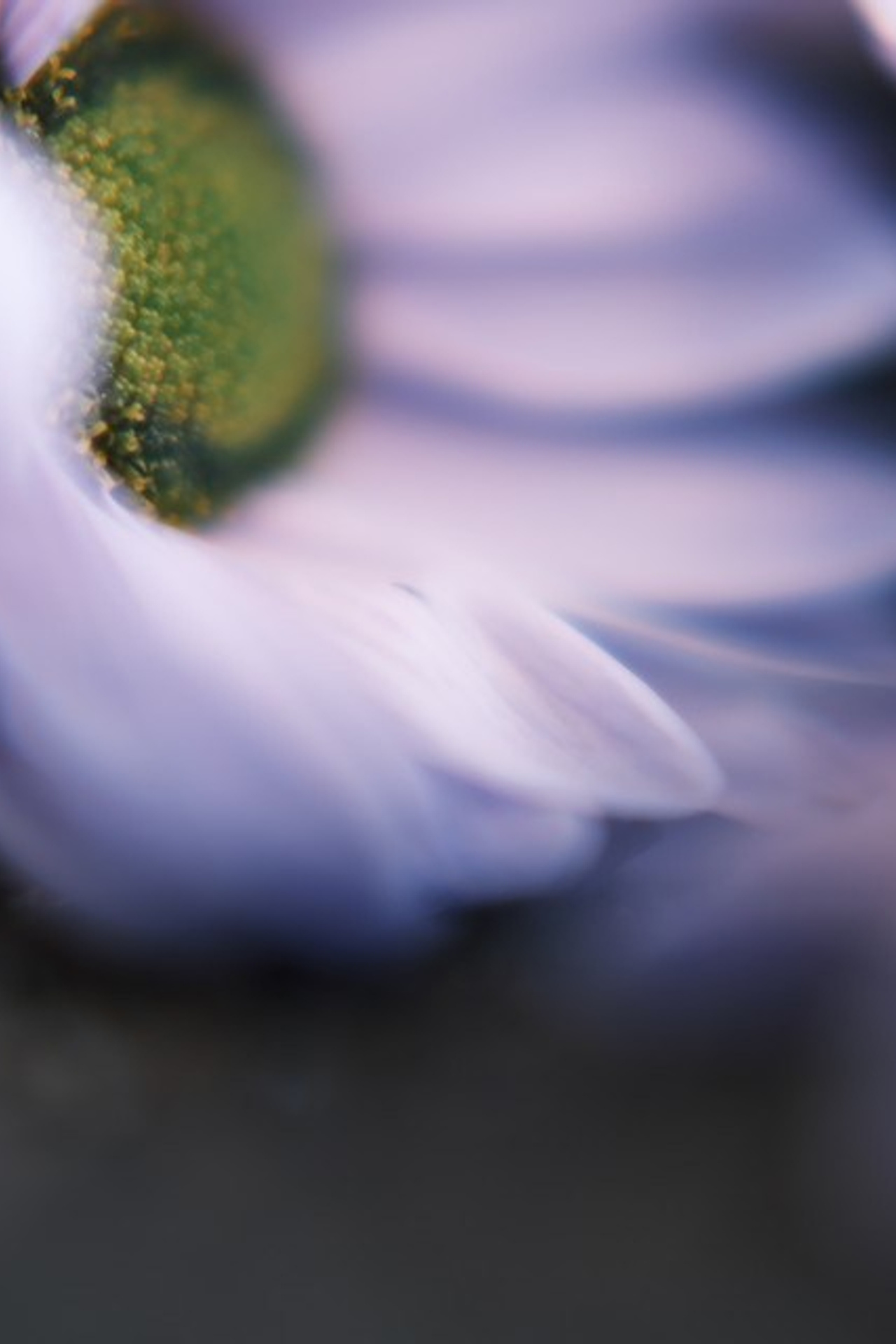 Цветы. Visual artist