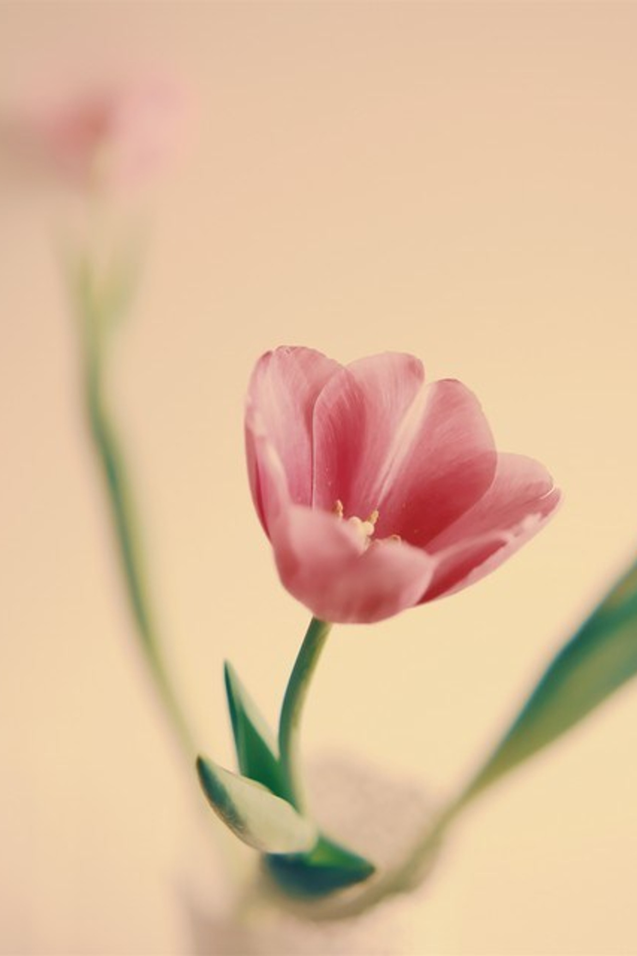 Цветы. Visual artist