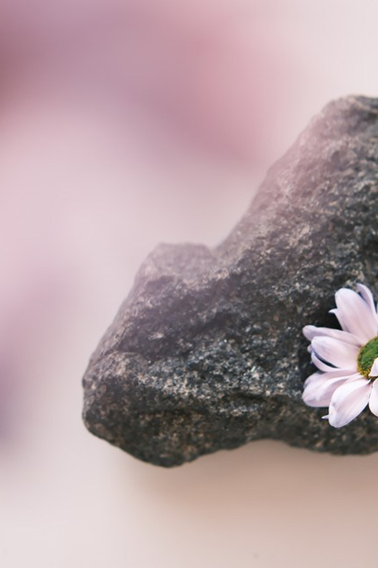 Цветы. Visual artist