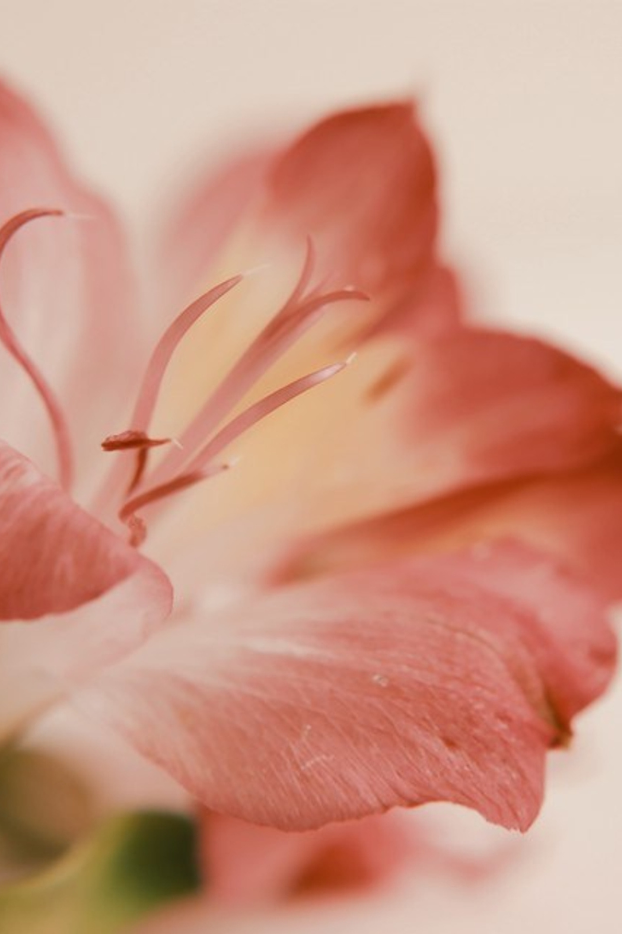 Цветы. Visual artist