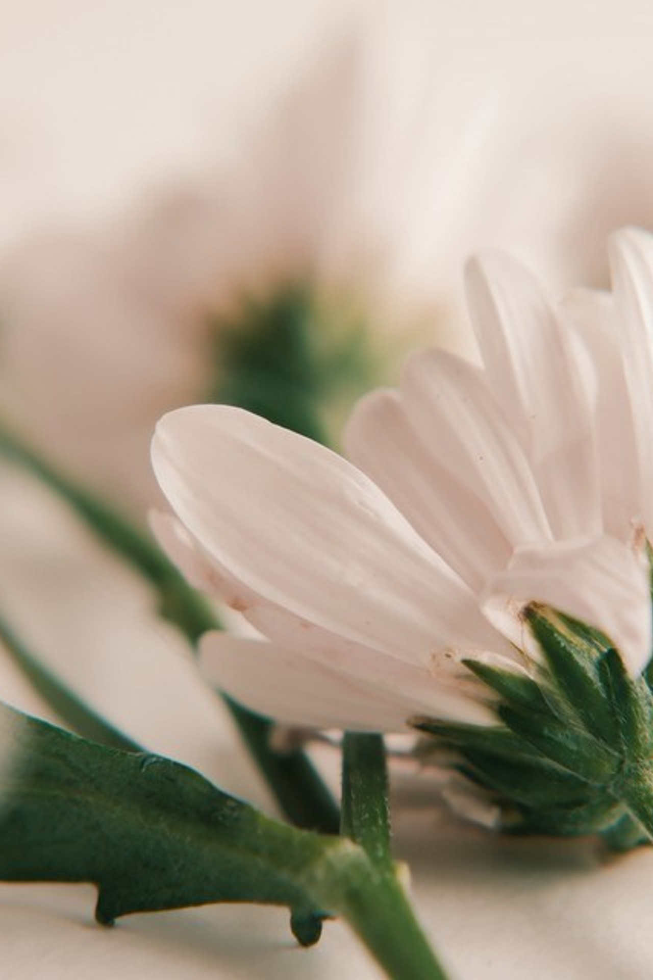 Цветы. Visual artist