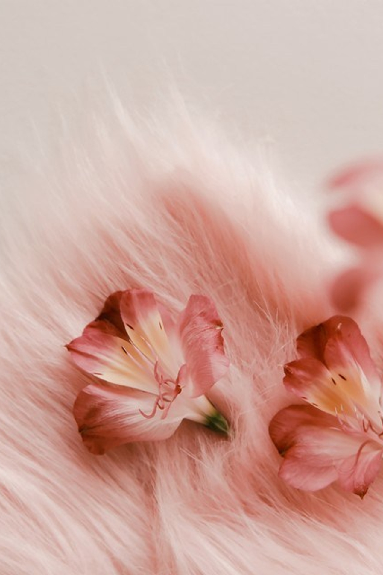 Цветы. Visual artist