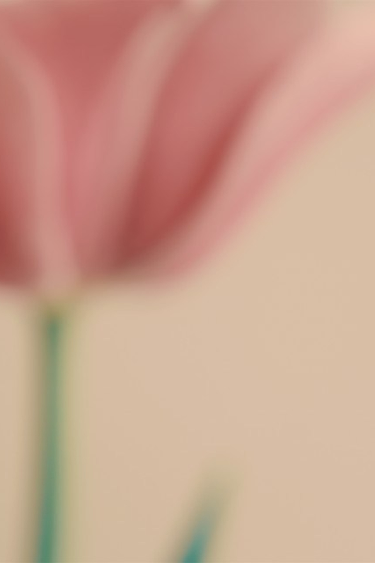 Цветы. Visual artist