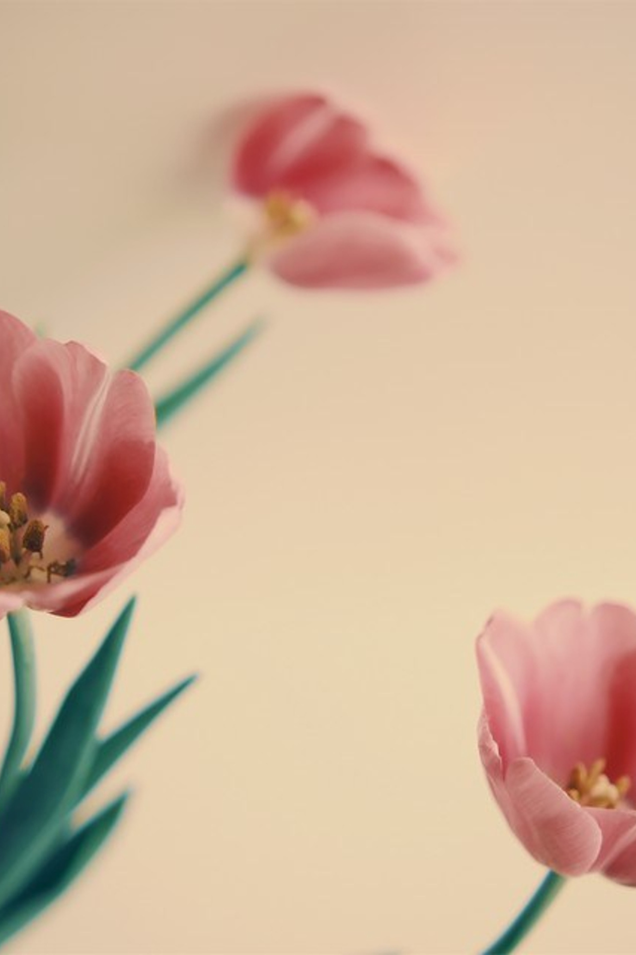 Цветы. Visual artist