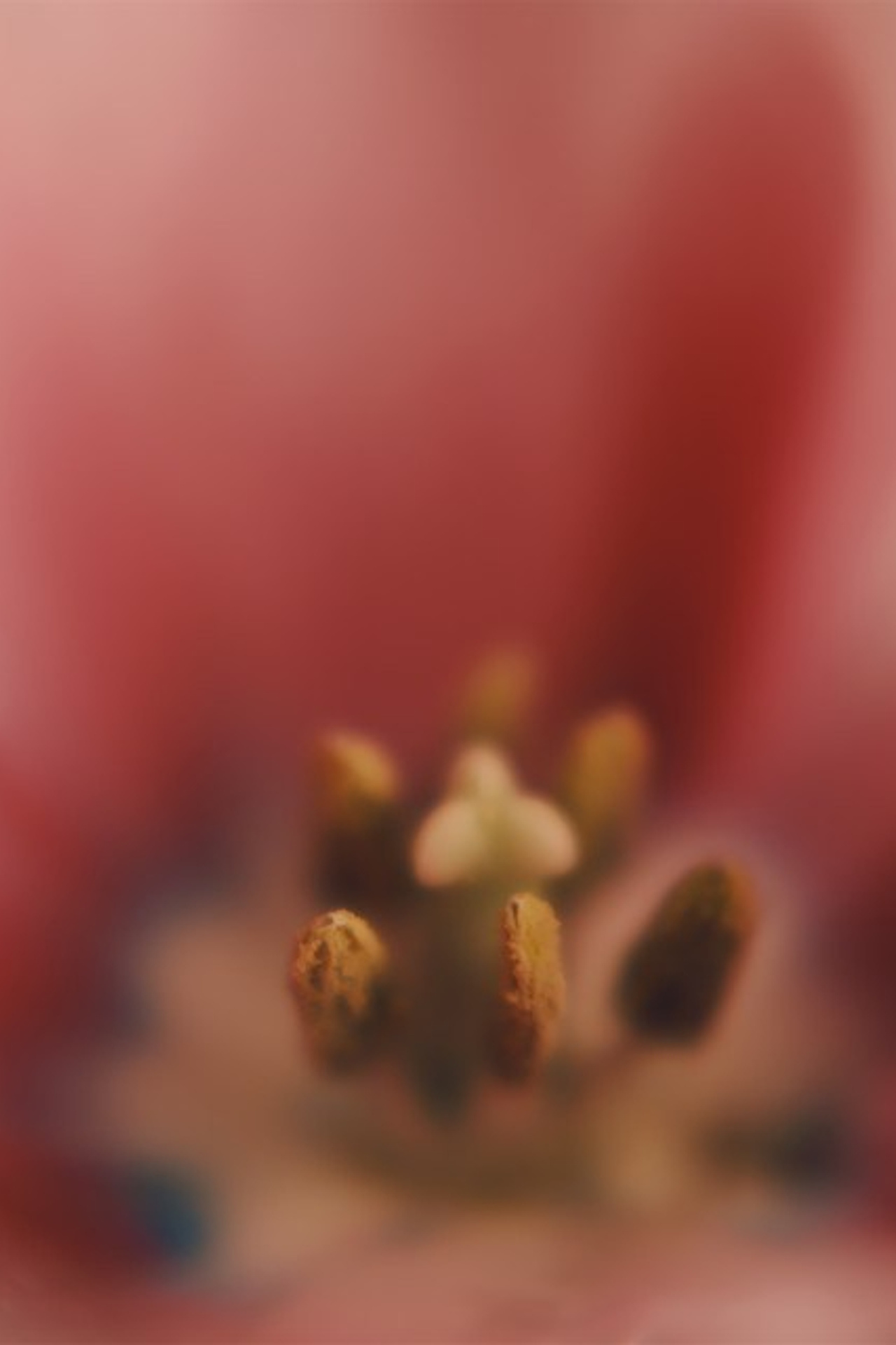 Цветы. Visual artist