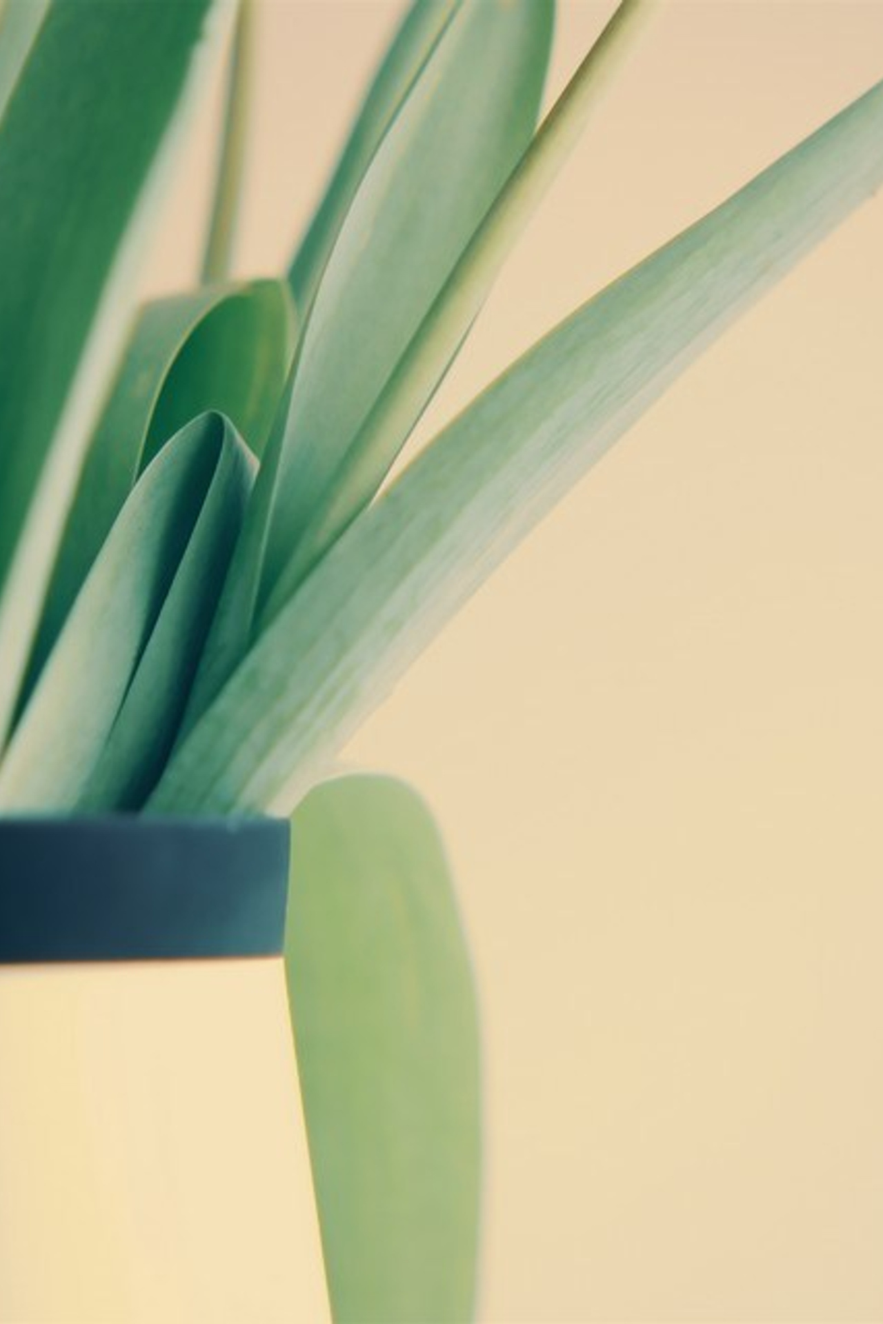 Цветы. Visual artist