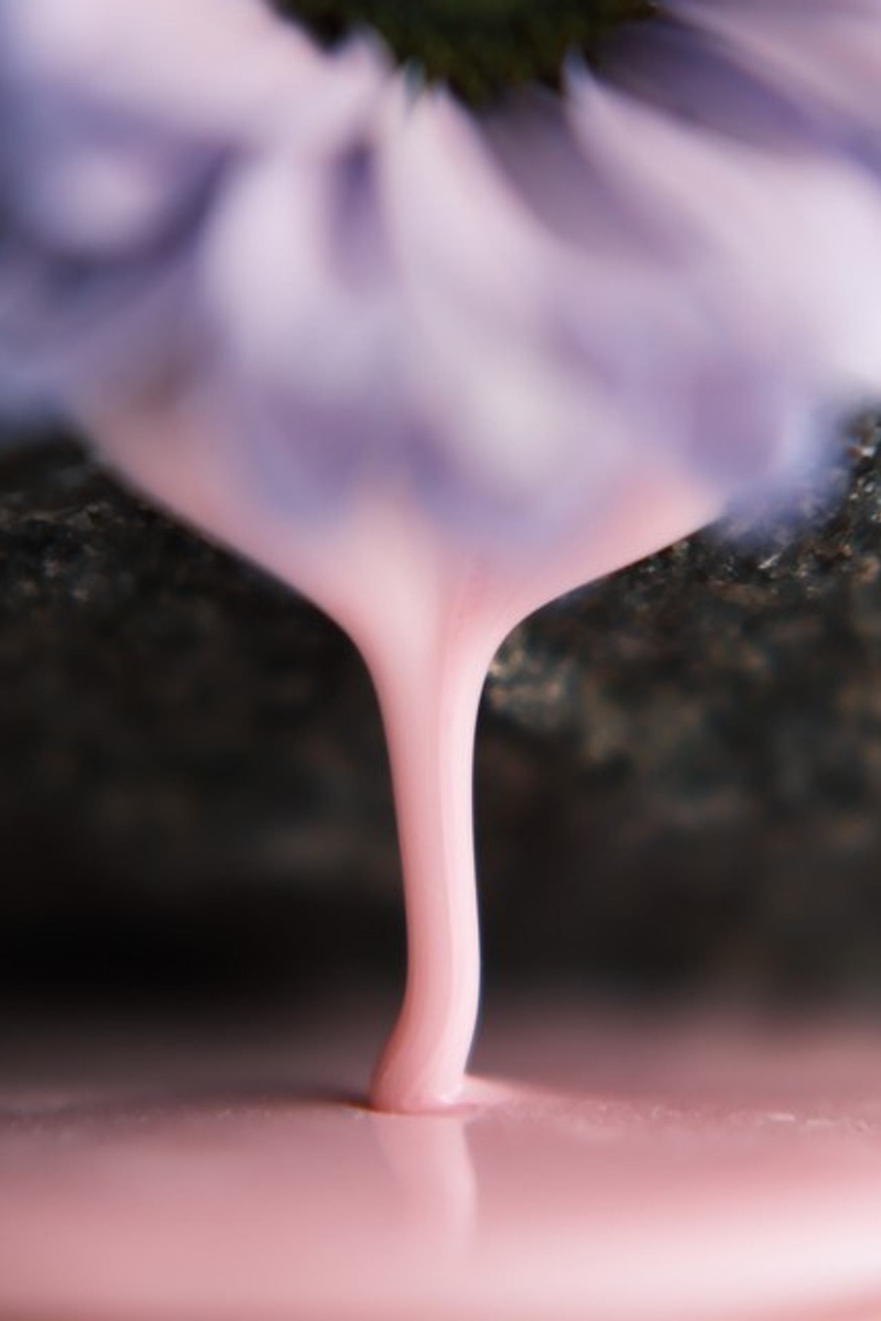 Цветы. Visual artist