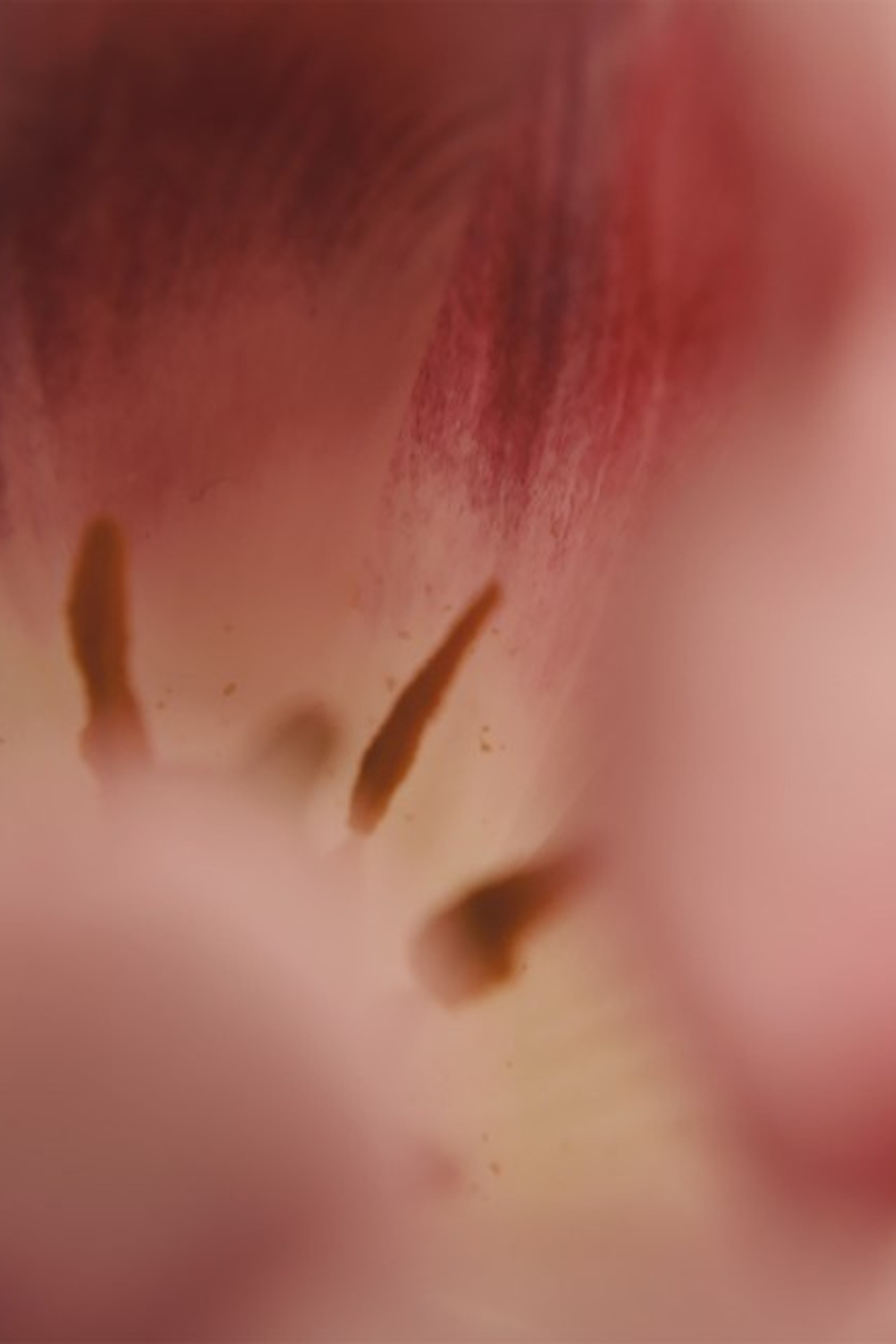 Цветы. Visual artist