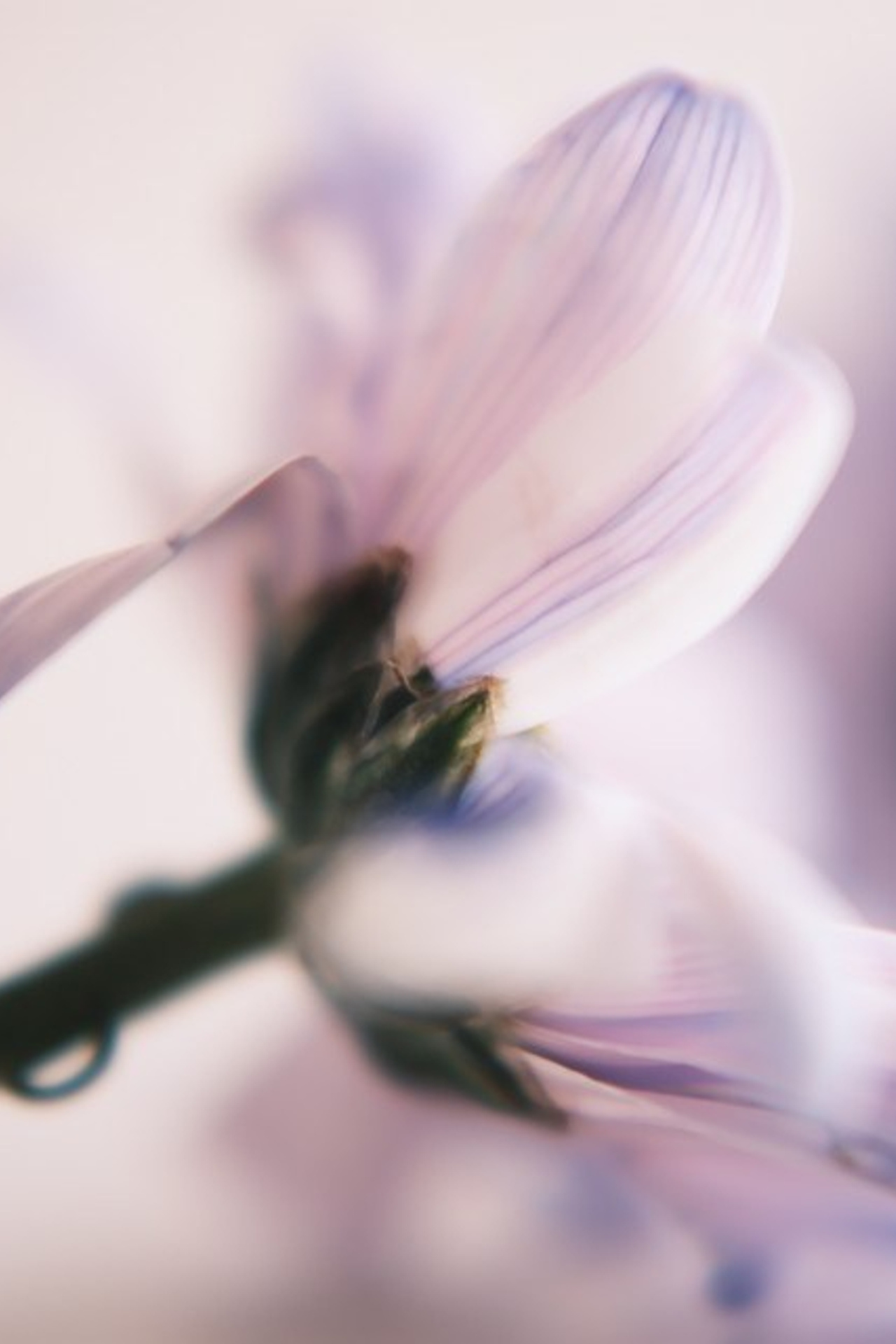 Цветы. Visual artist