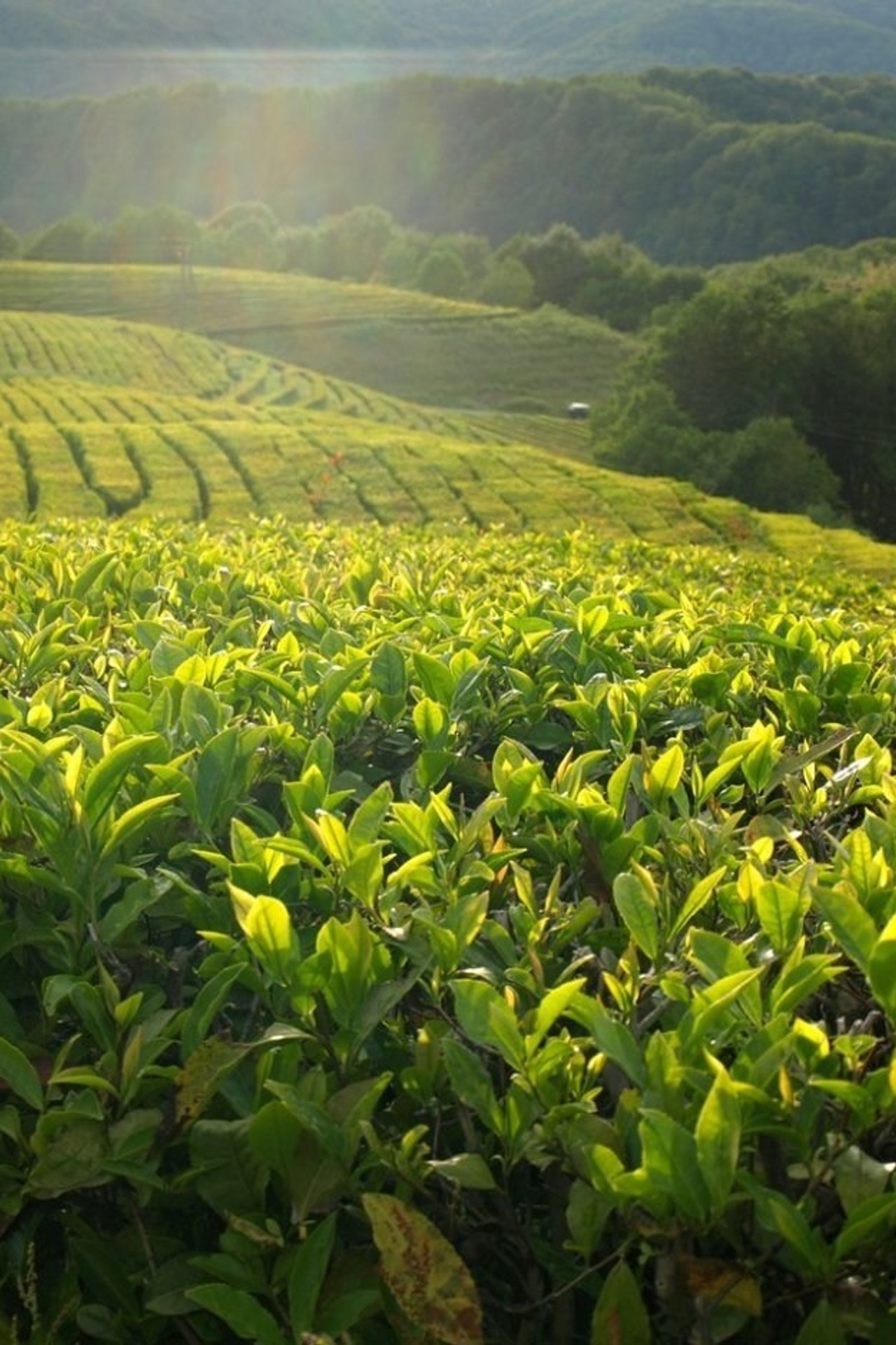 БЛОГ. Свадебный и семейный фотограф/видеограф в Краснодаре Наталья Осинская