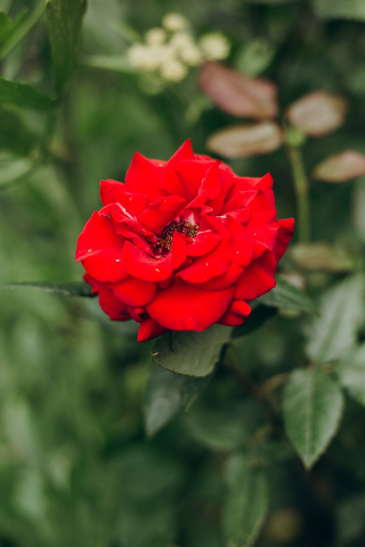 Отзывы. Фотограф Новокубанск Армавир Федосеева Алина