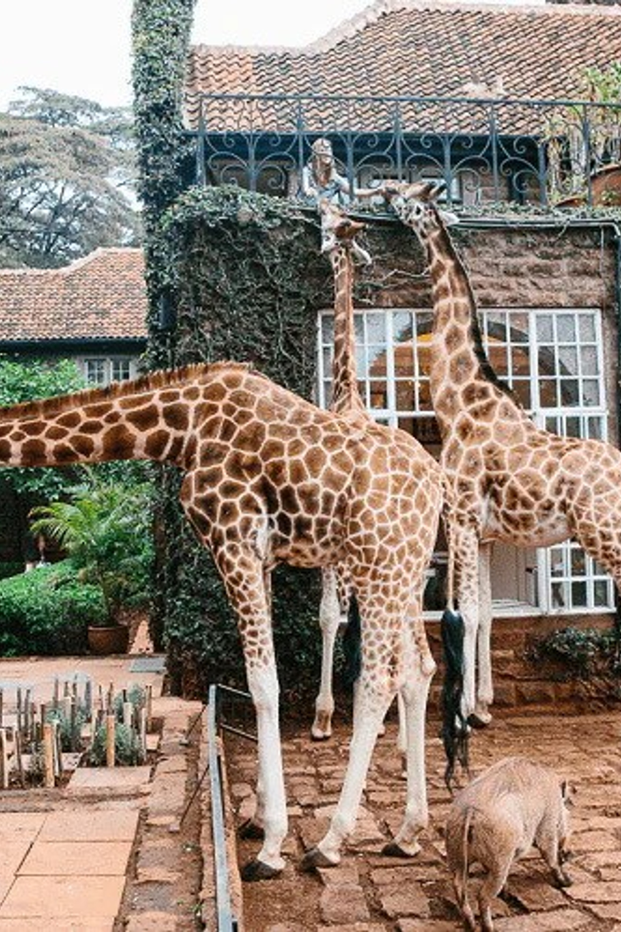 Giraffe Manor, Кения от&nbsp;2400 долл