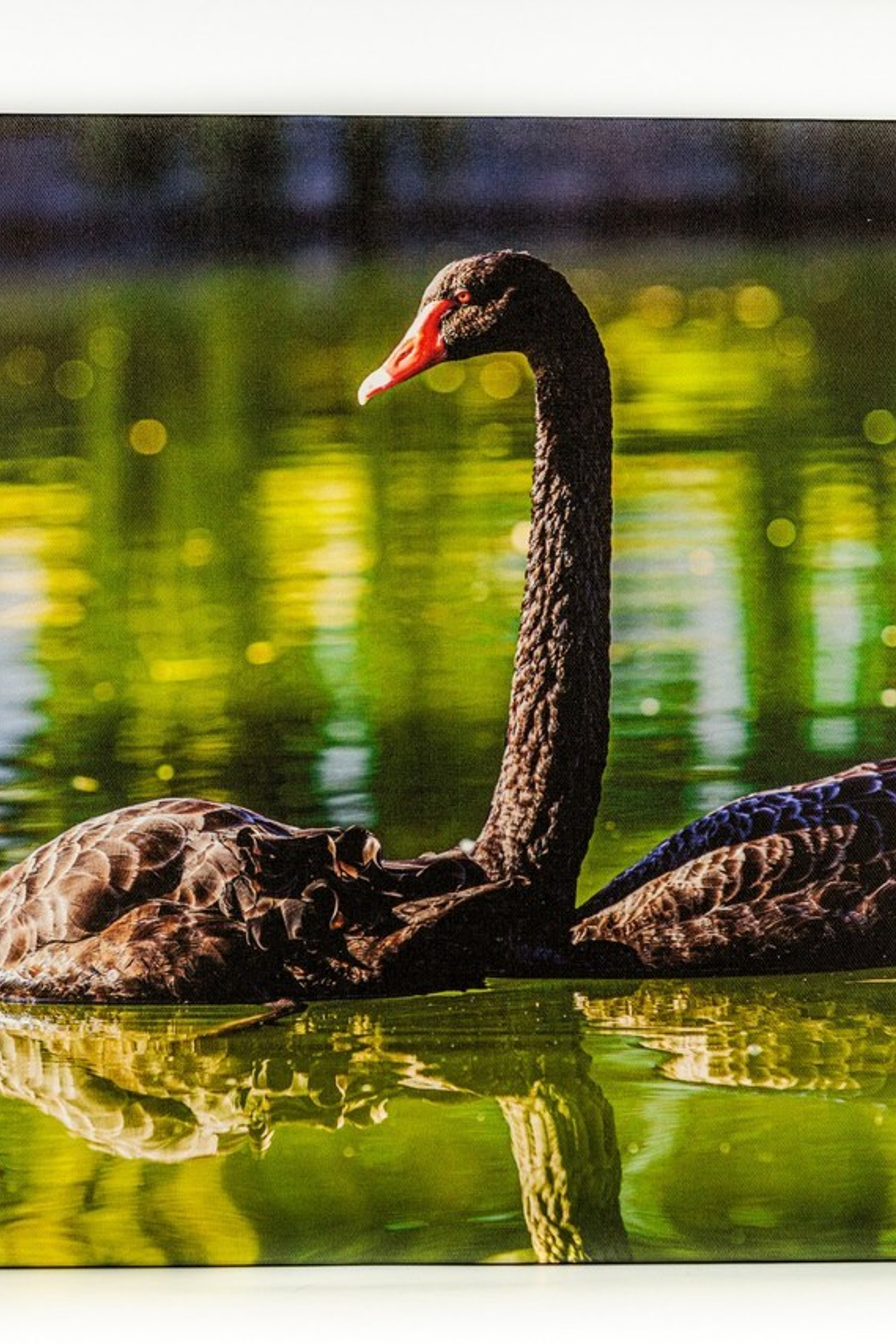 Отзывы. Https://lisenkofotograf.ru