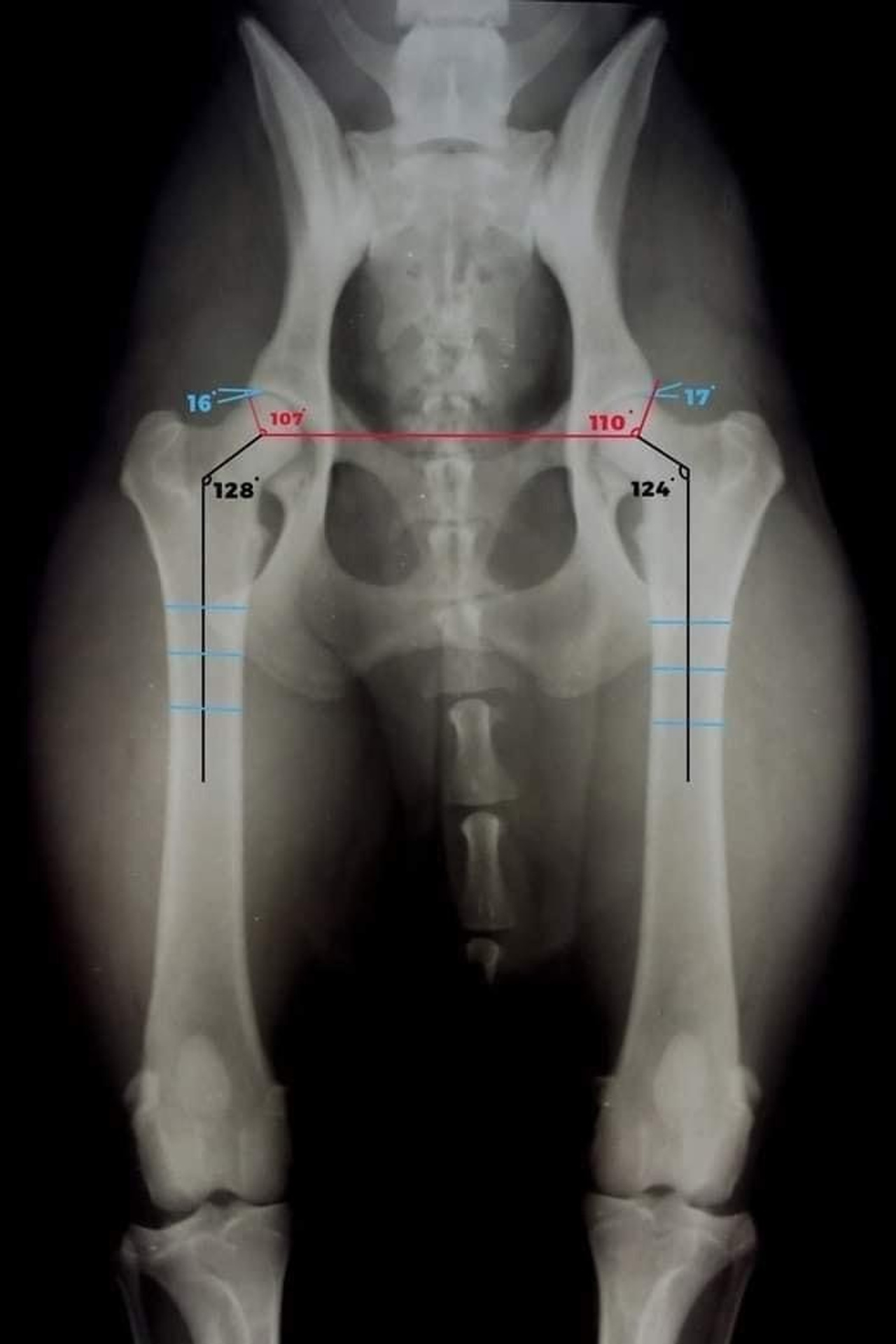 Полезная информация. Американские булли XL в г. Калининград. Питомник Great Bully UNIVERSE