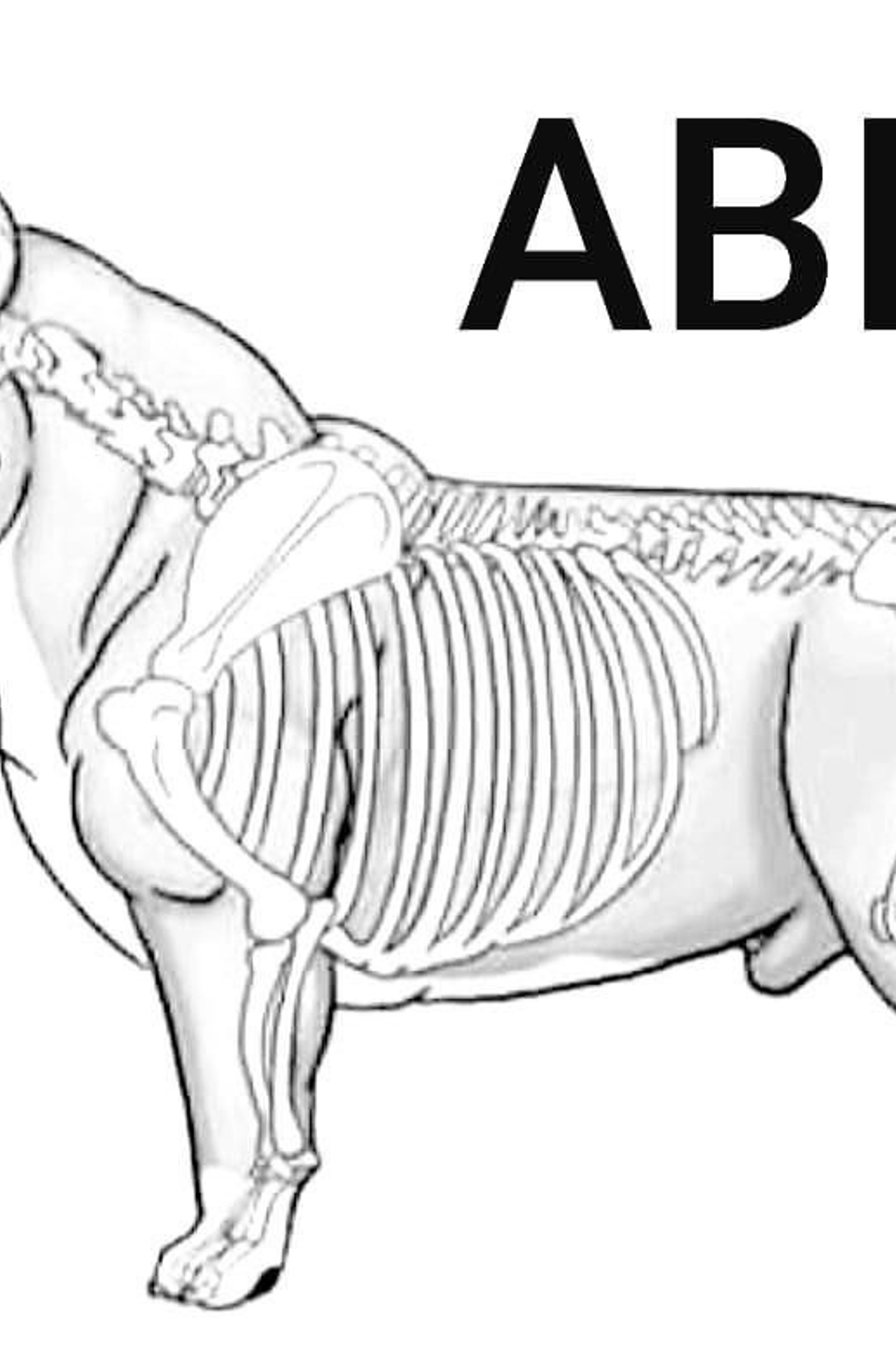 Полезная информация. Американские булли XL в г. Калининград. Питомник Great Bully UNIVERSE