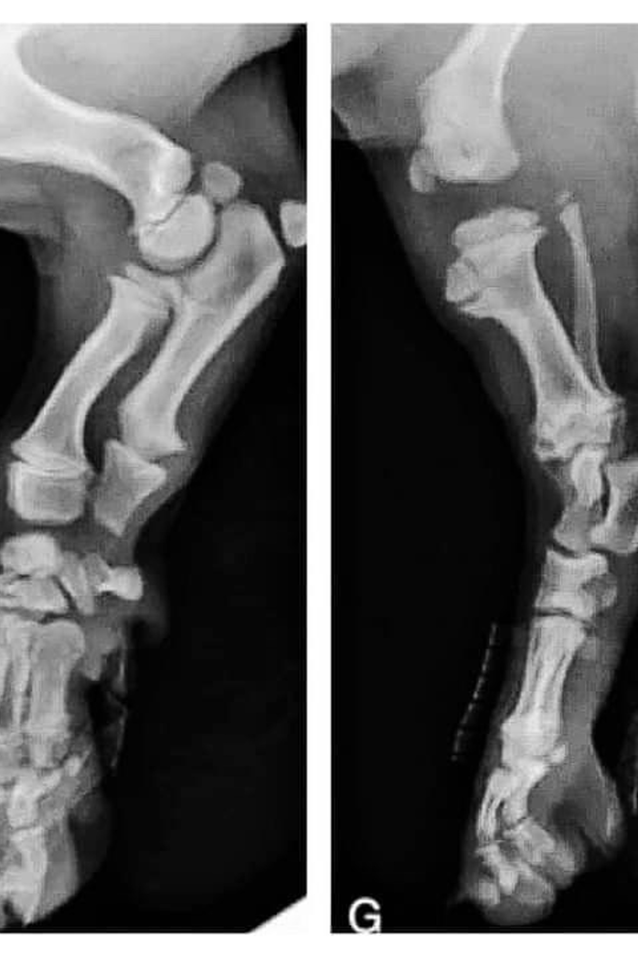 Полезная информация. Американские булли XL в г. Калининград. Питомник Great Bully UNIVERSE