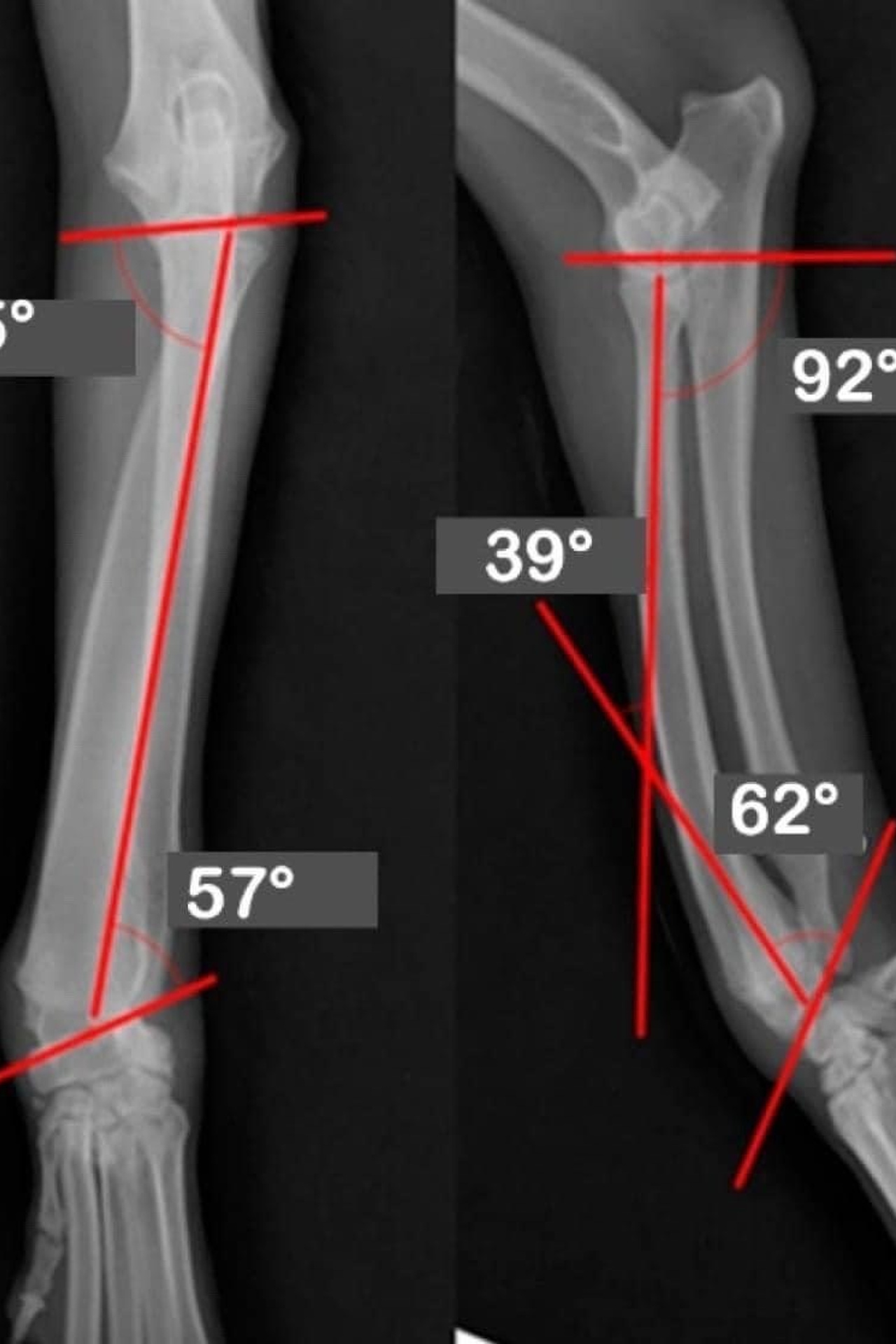 Полезная информация. Американские булли XL в г. Калининград. Питомник Great Bully UNIVERSE