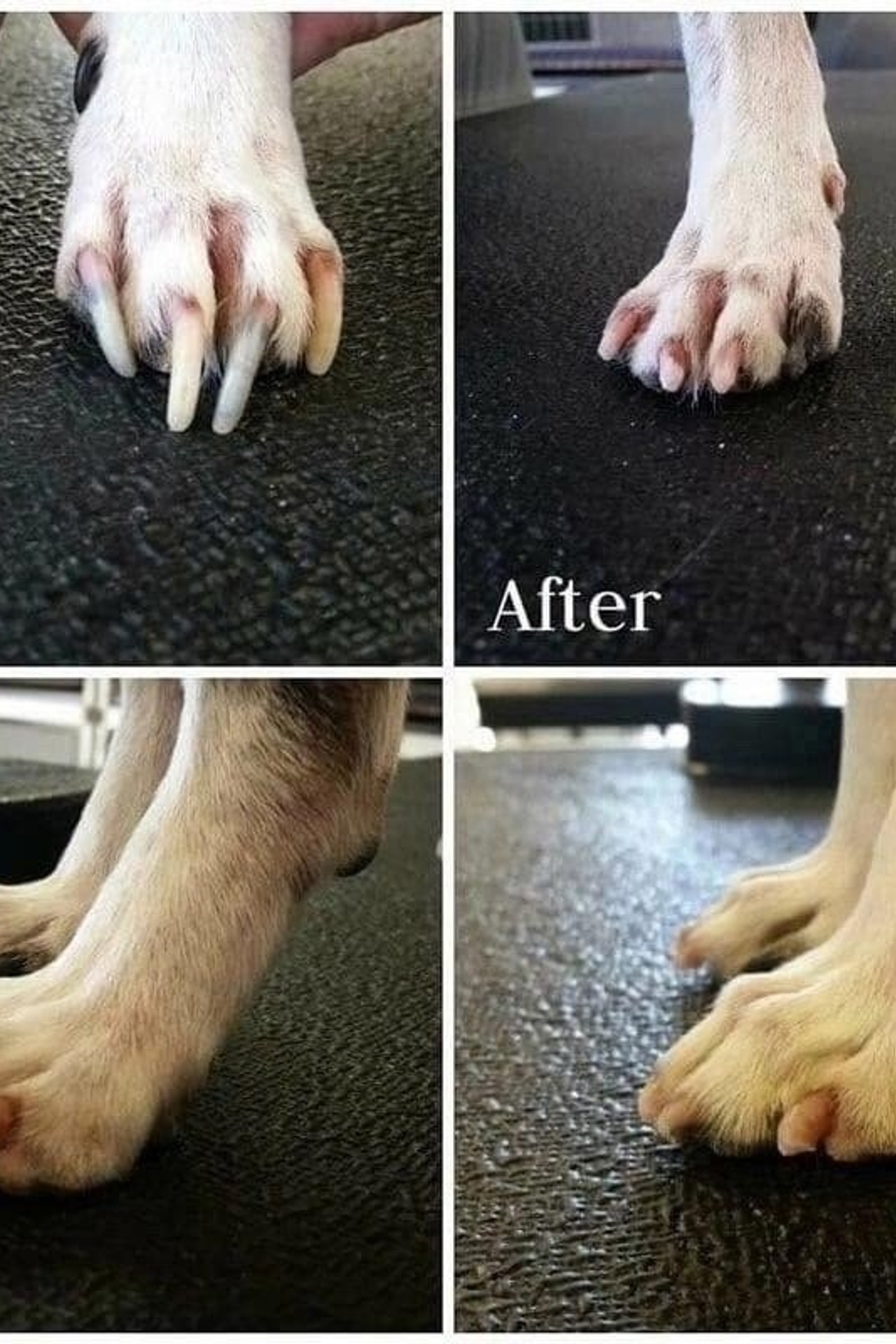 Полезная информация. Американские булли XL в г. Калининград. Питомник Great Bully UNIVERSE