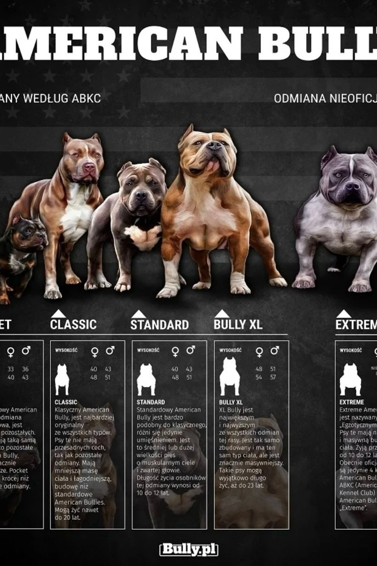 Полезная информация о собаках. ПИТОМНИК СОБАК ПОРОДЫ АМЕРИКАНСКИЙ БУЛЛИ