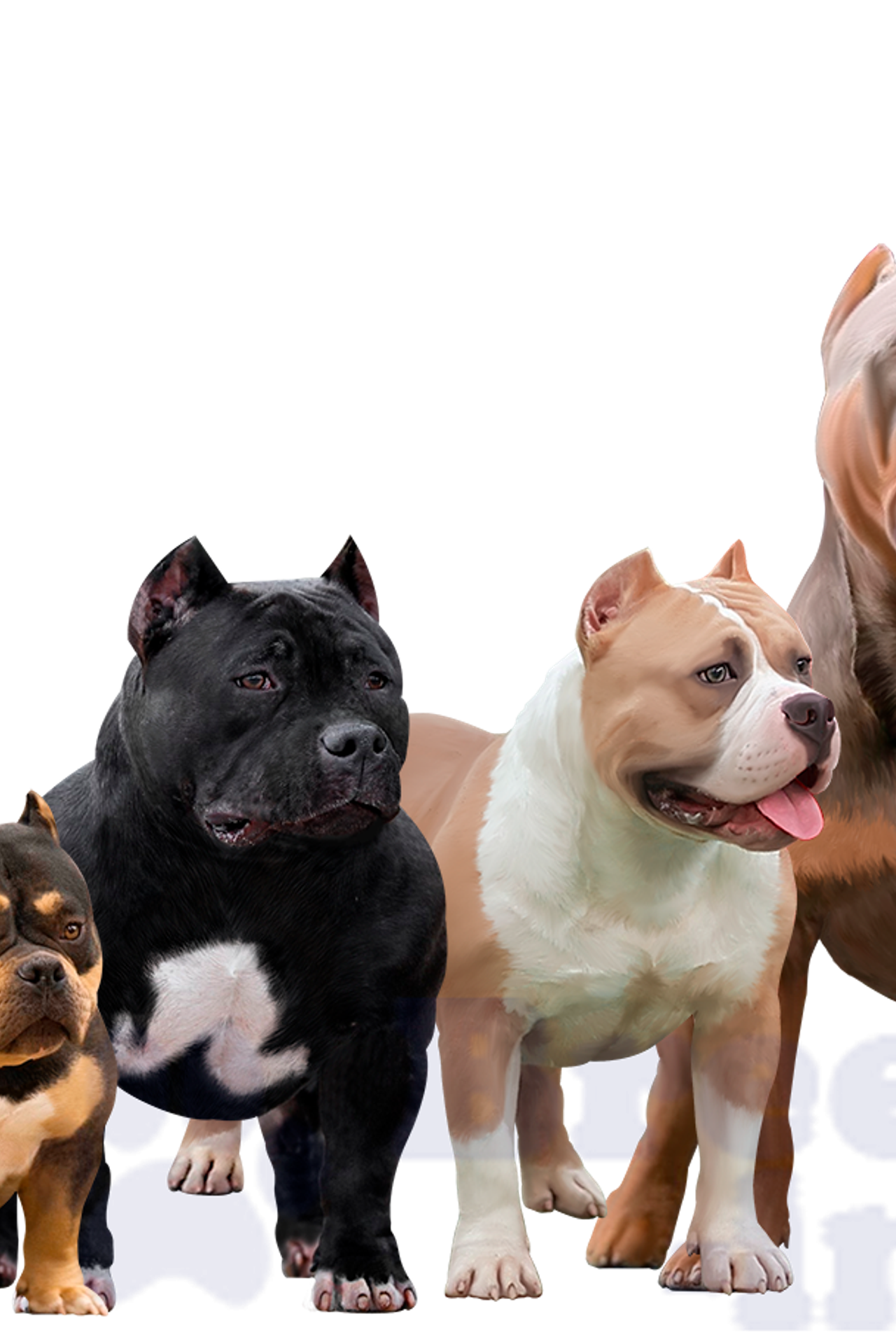 Полезная информация о собаках. ПИТОМНИК СОБАК ПОРОДЫ АМЕРИКАНСКИЙ БУЛЛИ