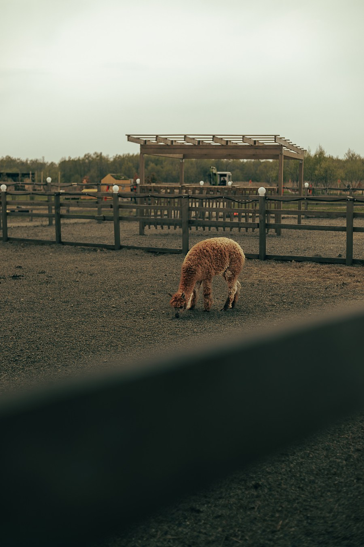 Ферма Альпак. Oskar Dallas™