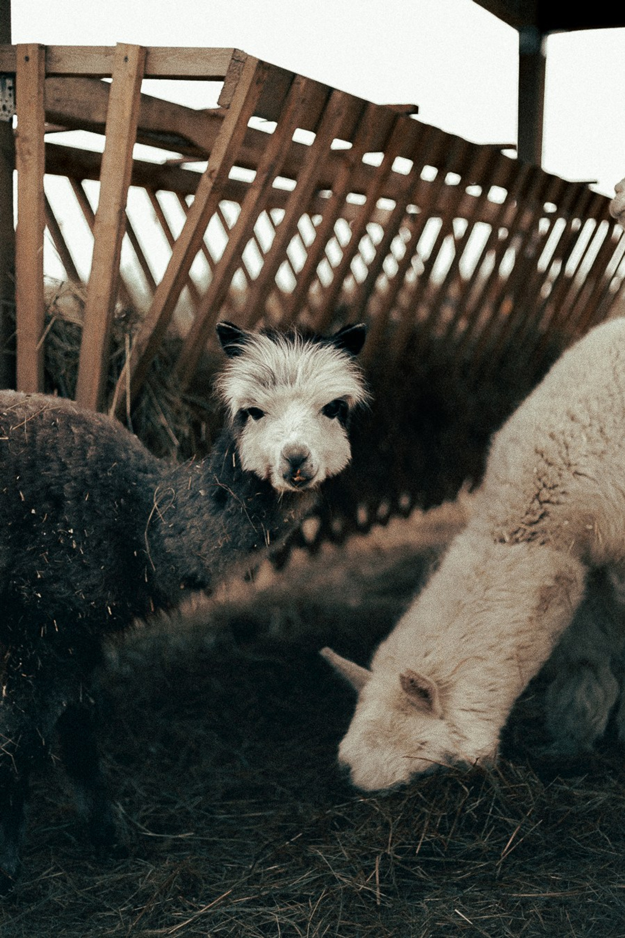 Ферма Альпак. Oskar Dallas™