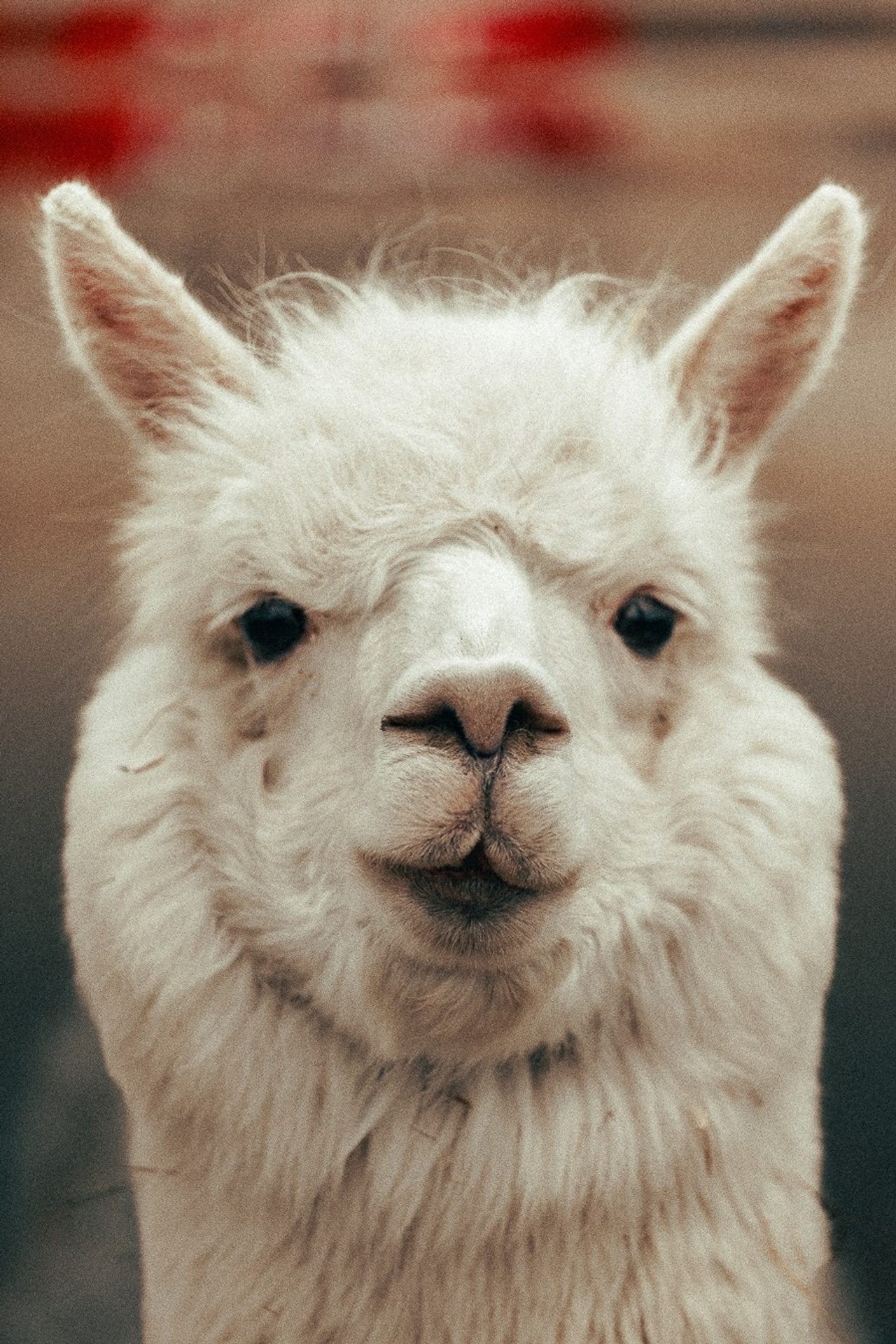 Ферма Альпак. Oskar Dallas™