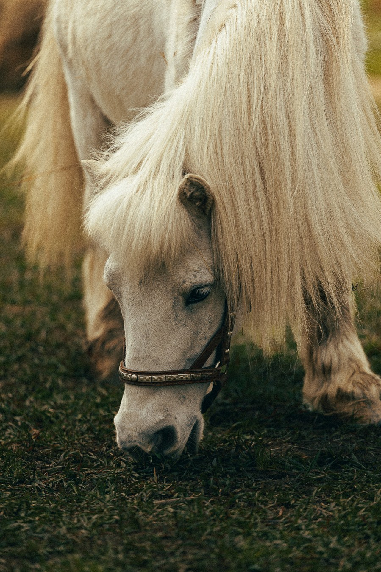 Ферма Альпак. Oskar Dallas™