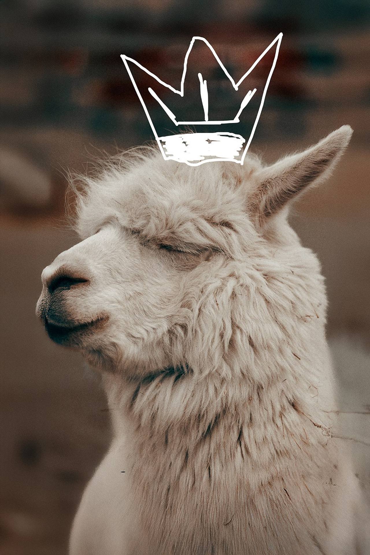 Ферма Альпак. Oskar Dallas™