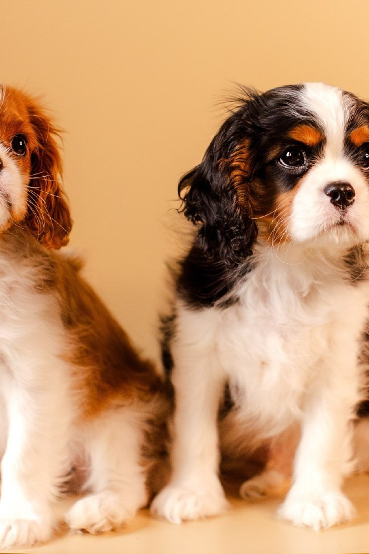 Отзывы. Фотограф-анималист Мария Баркевич | Москва