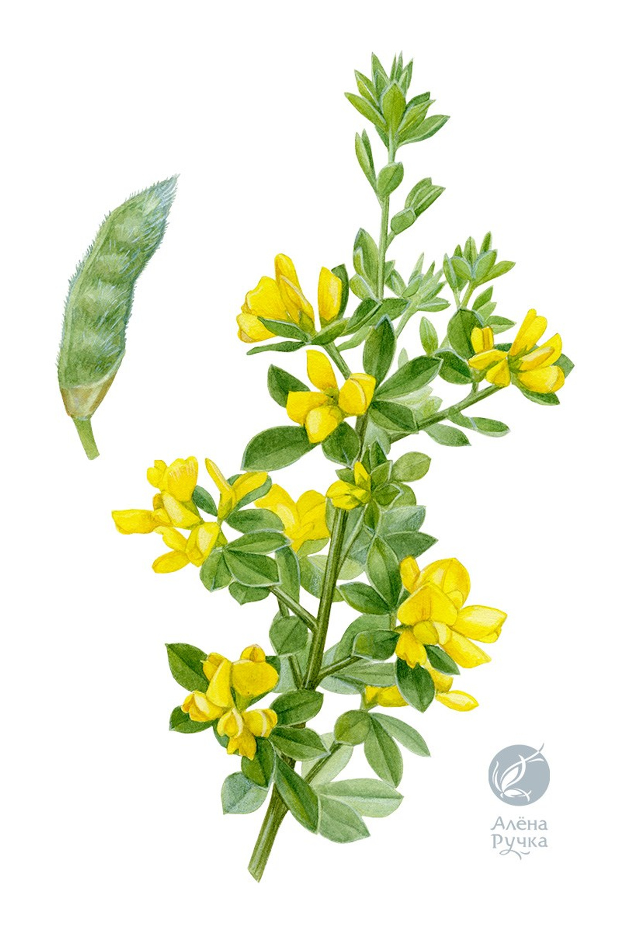Дрок монпелийский – Genista monspessulana (L.) L.A.S. Johnson [Teline monspessulana (L.) K. Koch]