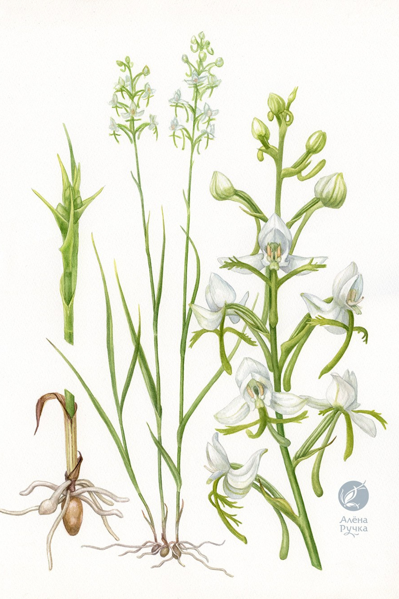 Habenaria linearifolia Maxim Поводник линейнолистный