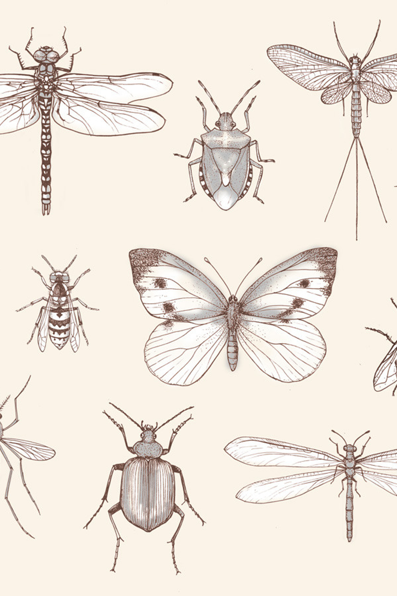 Иллюстрации насекомых и обложка для книги Н.Ю. Клюге "Систематика насекомых и принципы кладоэндезиса" издательства КМК